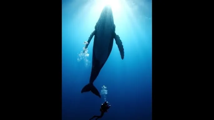 广电网络整合启动 - 深蓝星球：探索海洋深处的未知世界